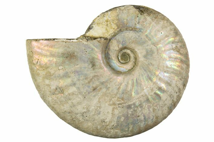 Silver Iridescent Ammonite (Cleoniceras) Fossil - Madagascar #323464